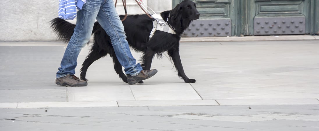 International Guide Dog Day