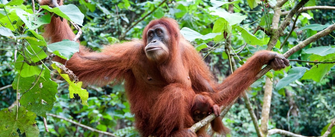 International Orangutan Day