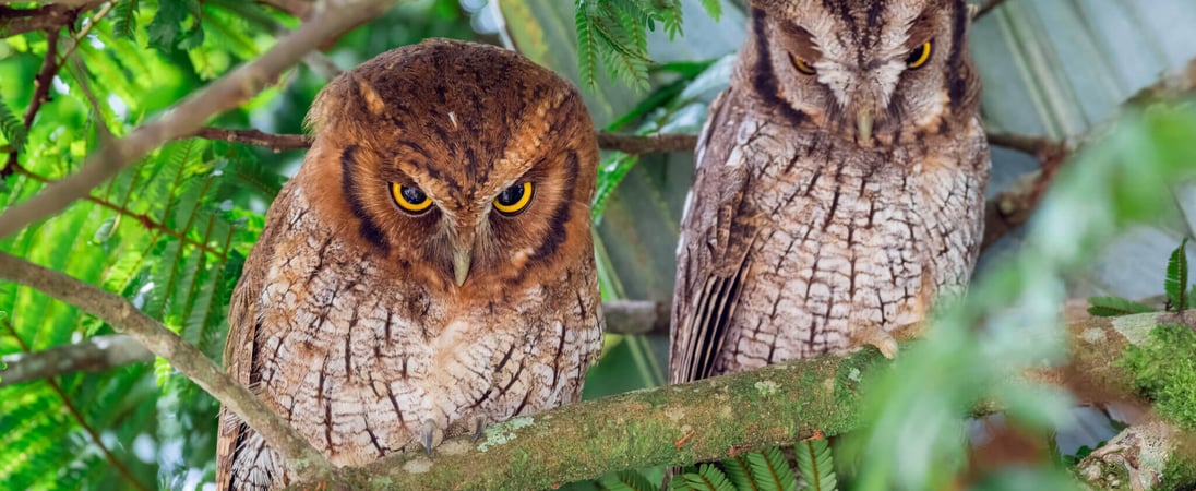 International Owl Awareness Day