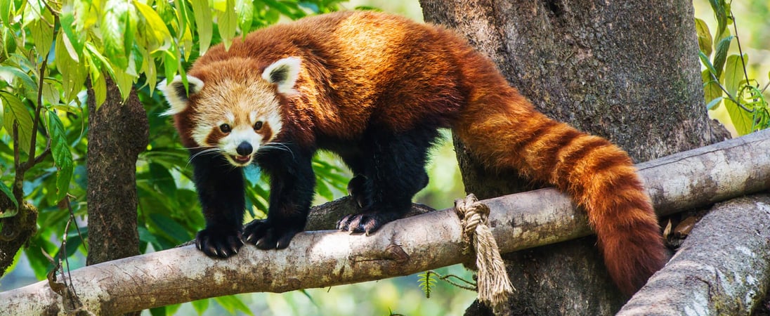 International Red Panda Day