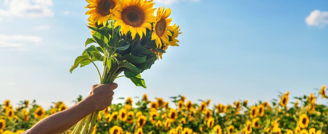 International Sunflower Guerrilla Gardening Day