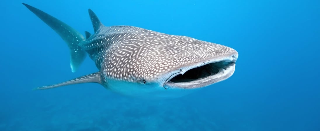 International Whale Shark Day