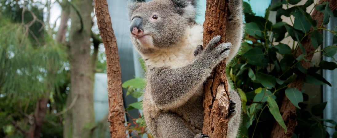 International Wild Koala Day