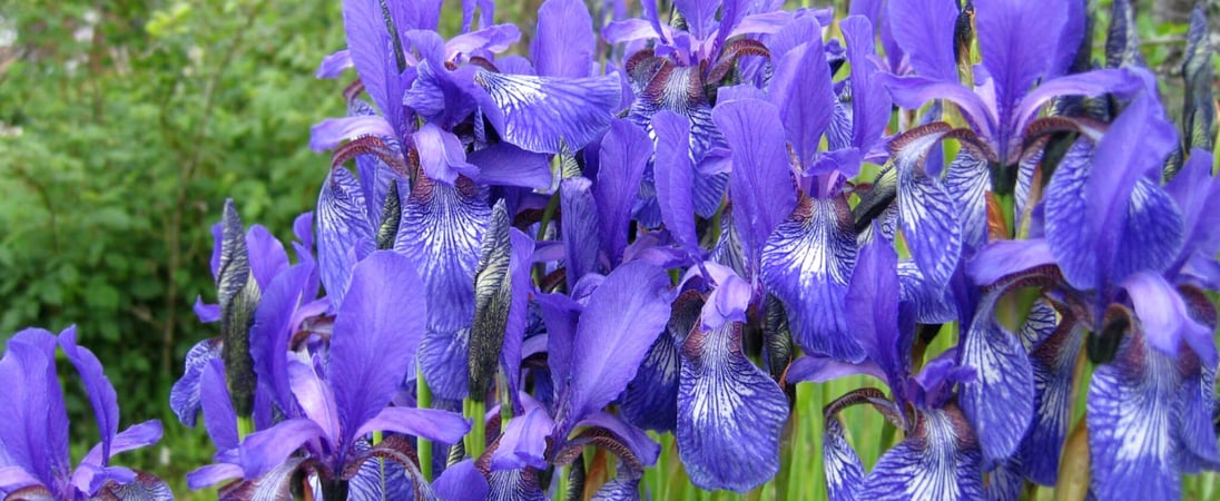 Iris Day