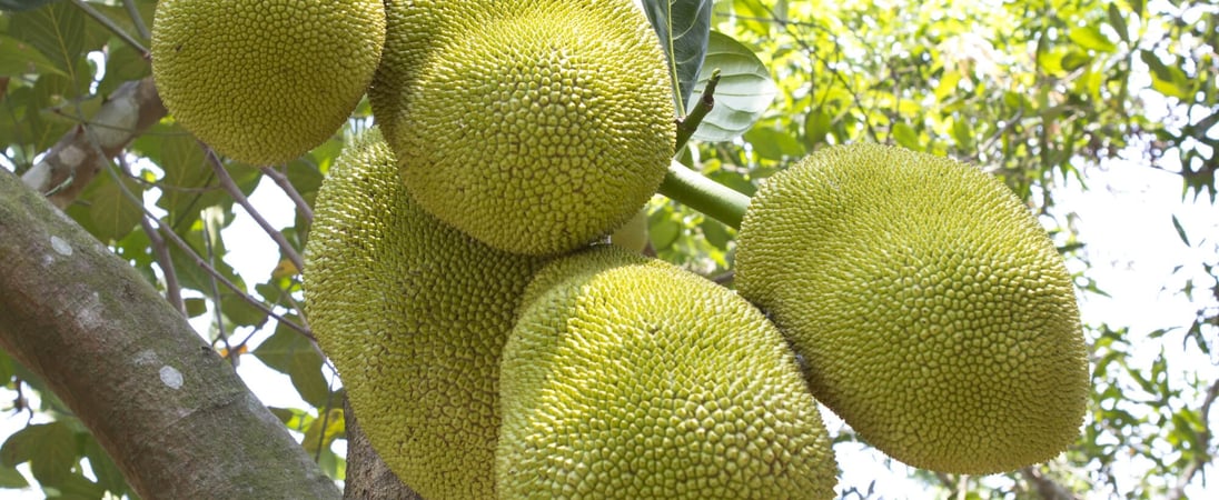 Jackfruit Day