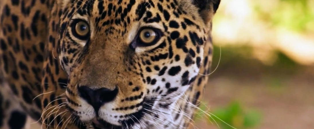 International Jaguar Day