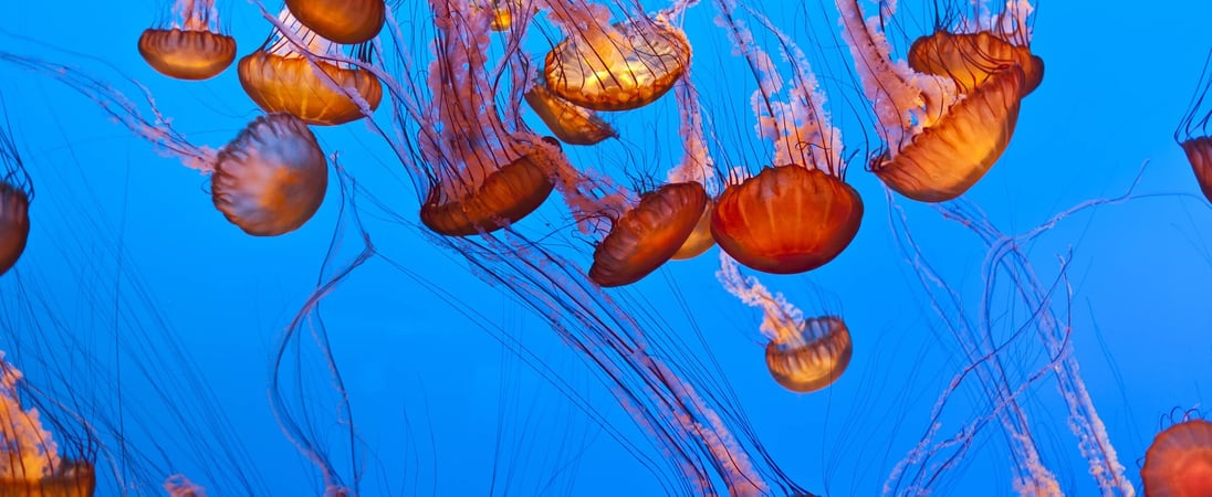 World Jellyfish Day