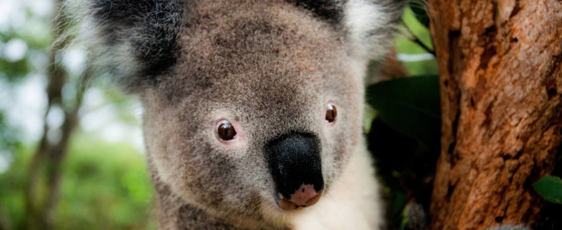 Save the Koala Day