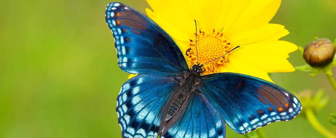 National Learn About Butterflies Day