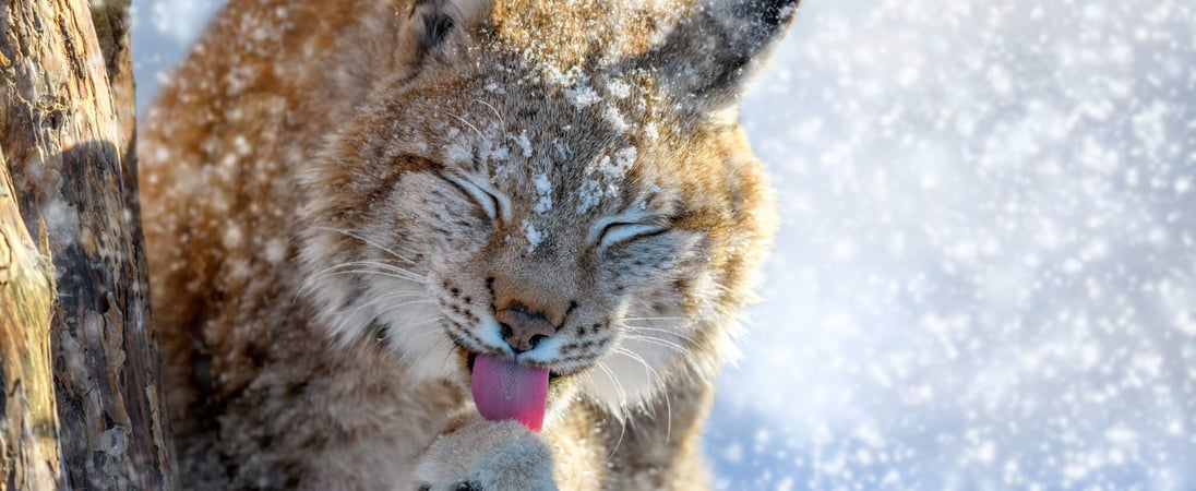 International Lynx Day