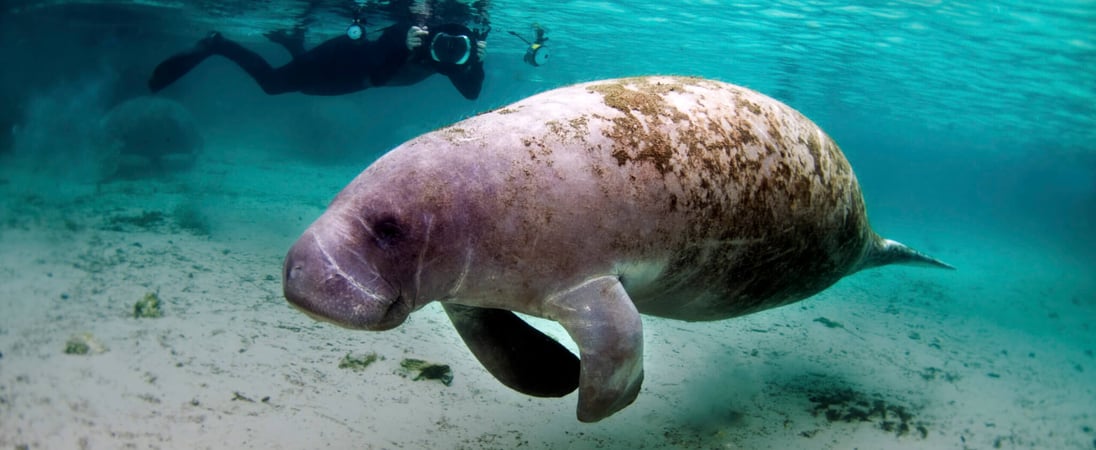 Manatee Appreciation Day