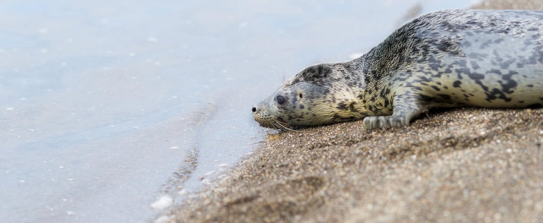 Marine Mammal Rescue Day