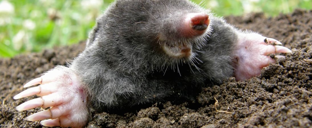 National Mole Day