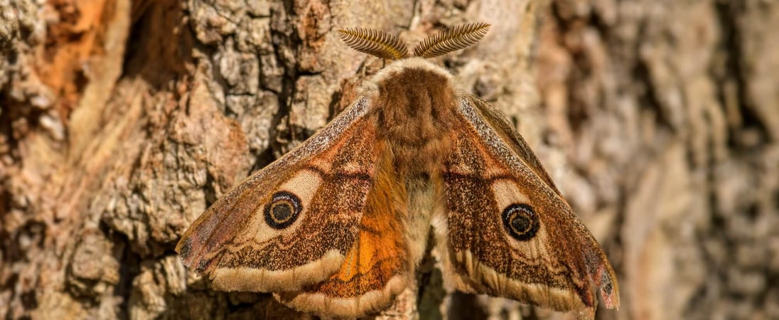 National Moth Week