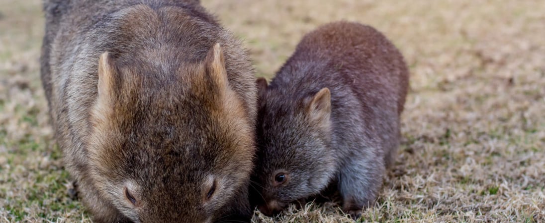 Wombat Day