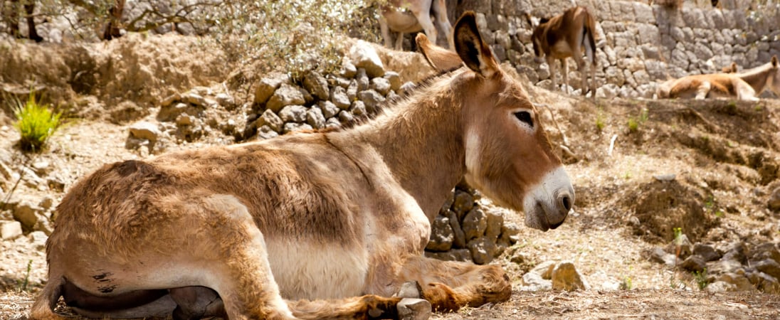 National Mule Day