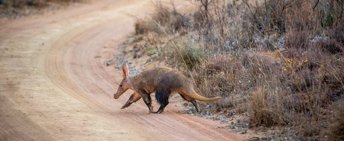 National Aardvark Week