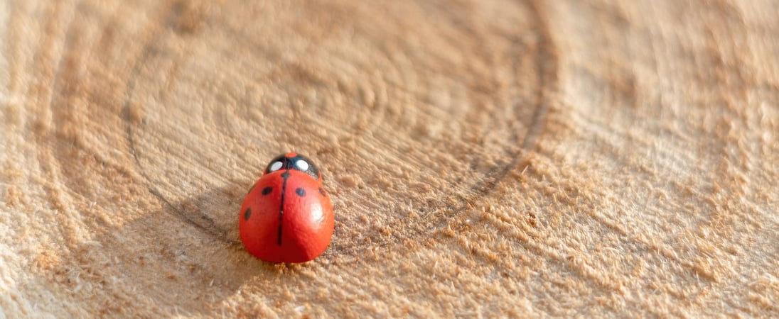 National Gift of the Ladybug Day