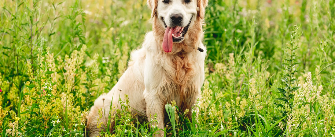 National Golden Retriever Day