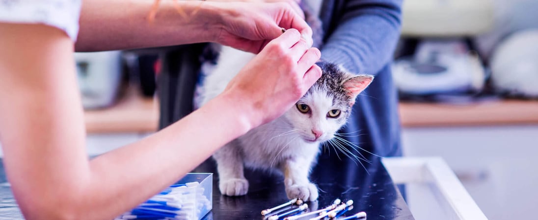 National Microchipping Month