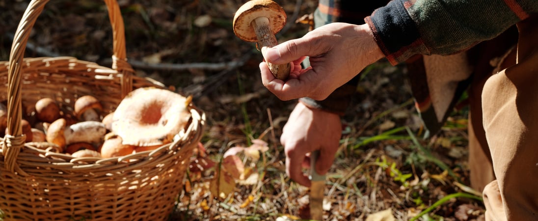 National Mushroom Hunting Day