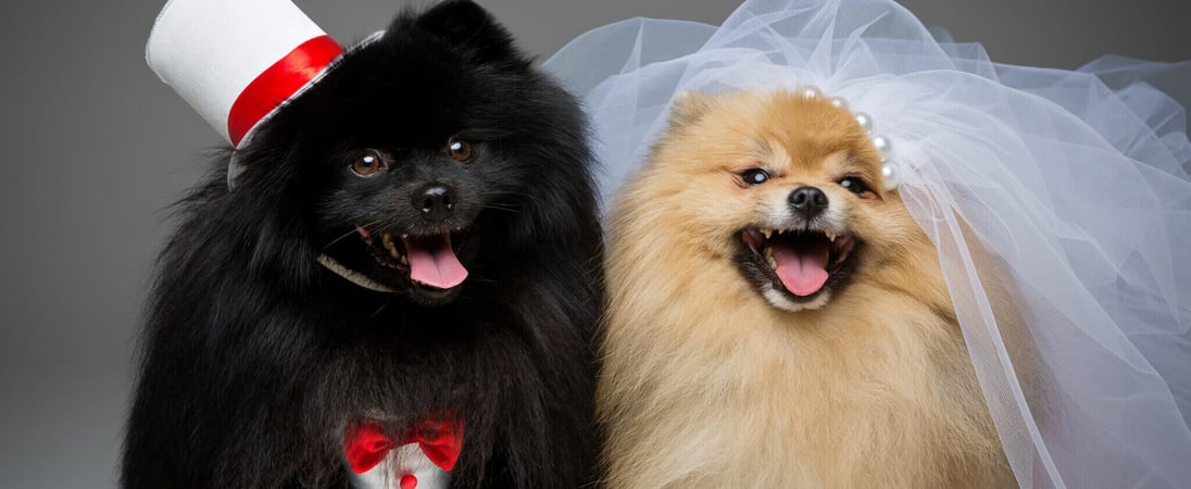 National Pet Wedding Week