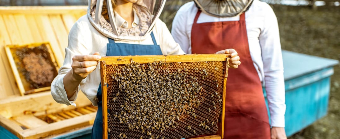 National Urban Beekeeping Day