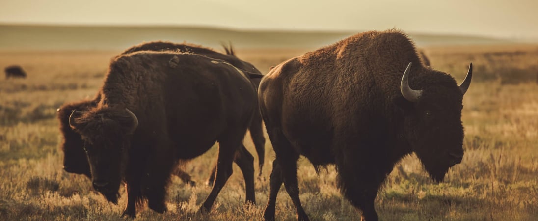 National Bison Day