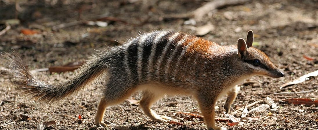 World Numbat Day