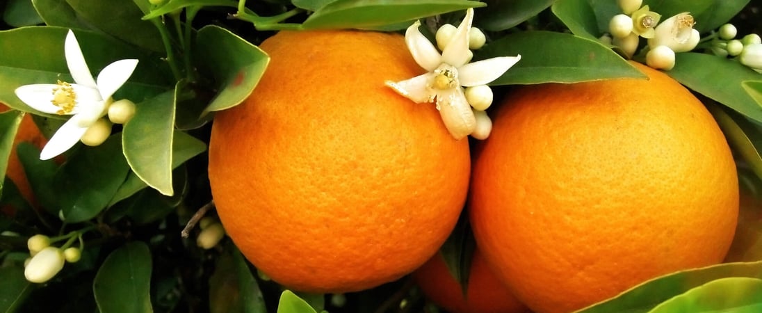 National Orange Blossom Day