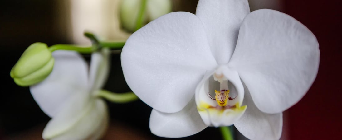 National Orchid Day