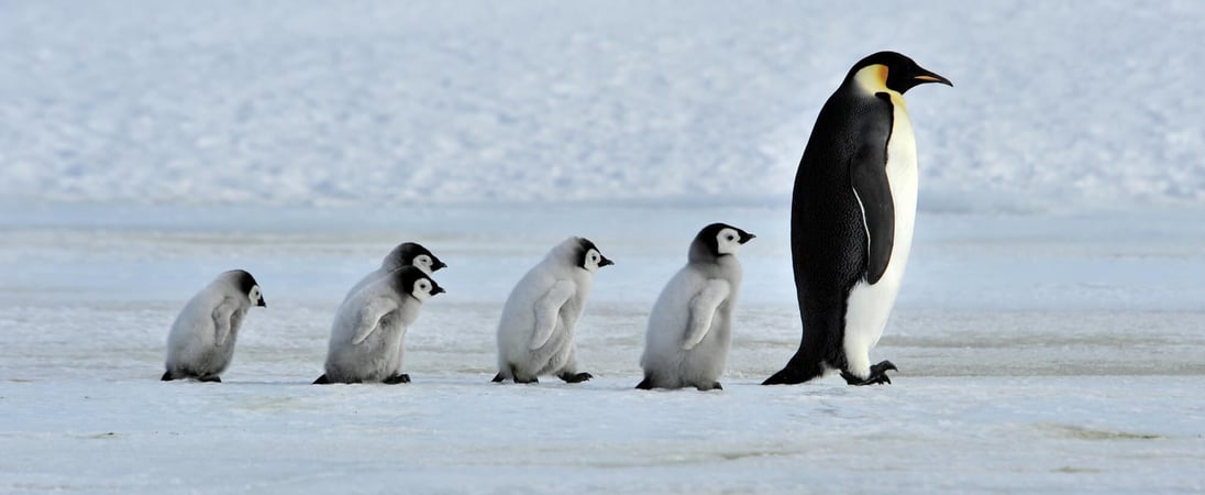 Penguin Awareness Day