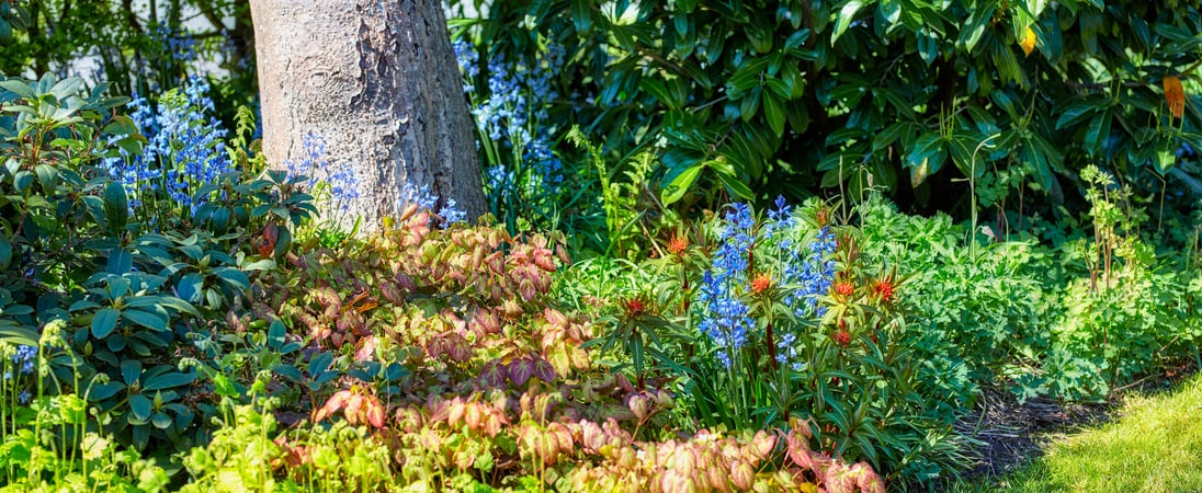 Perennial Gardening Month