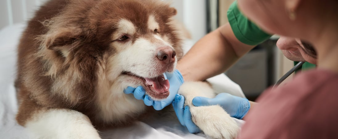 Pet Dental Health Month