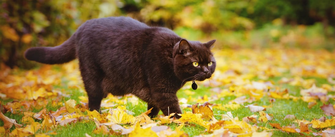 National Pet Obesity Awareness Day