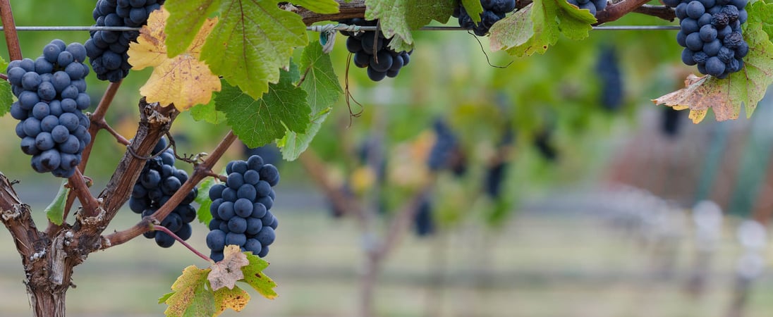 National Pinot Noir Day