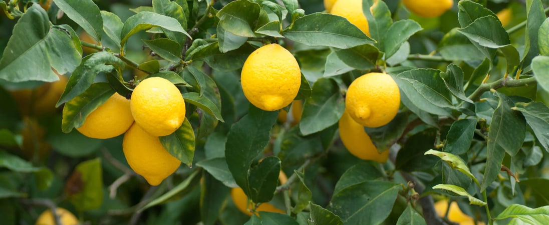 Plant a Lemon Tree Day