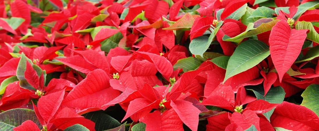 National Poinsettia Day