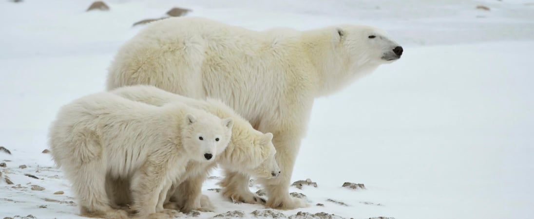 International Polar Bear Day