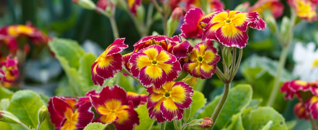 National Primrose Day