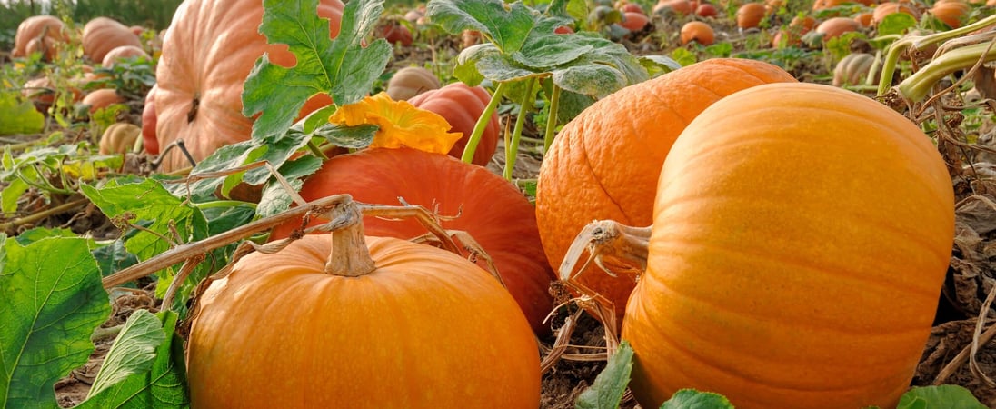 National Pumpkin Day