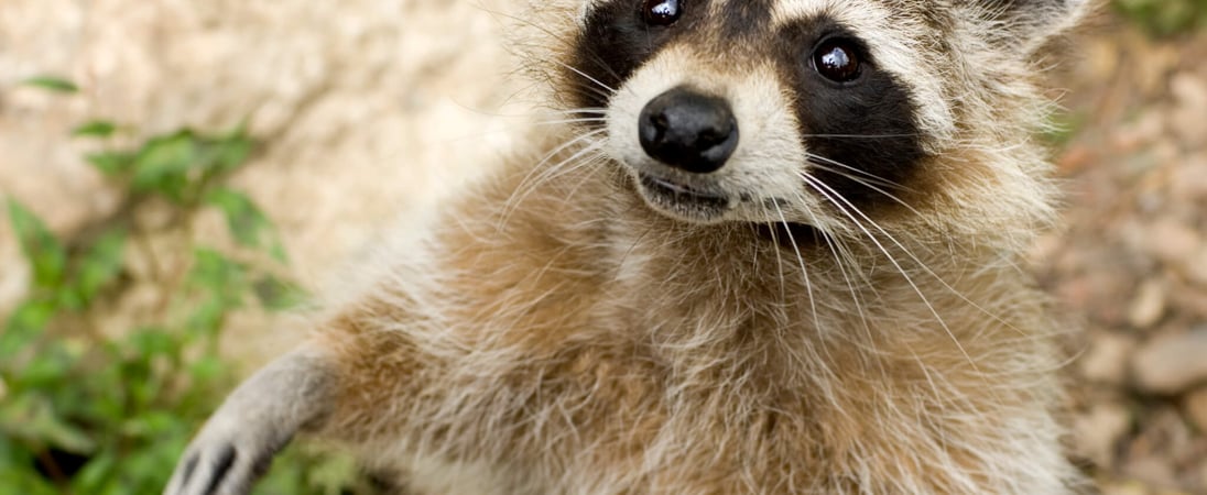 International Raccoon Appreciation Day