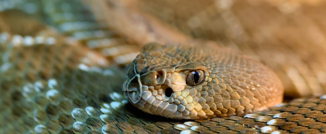 Rattlesnake Roundup Day