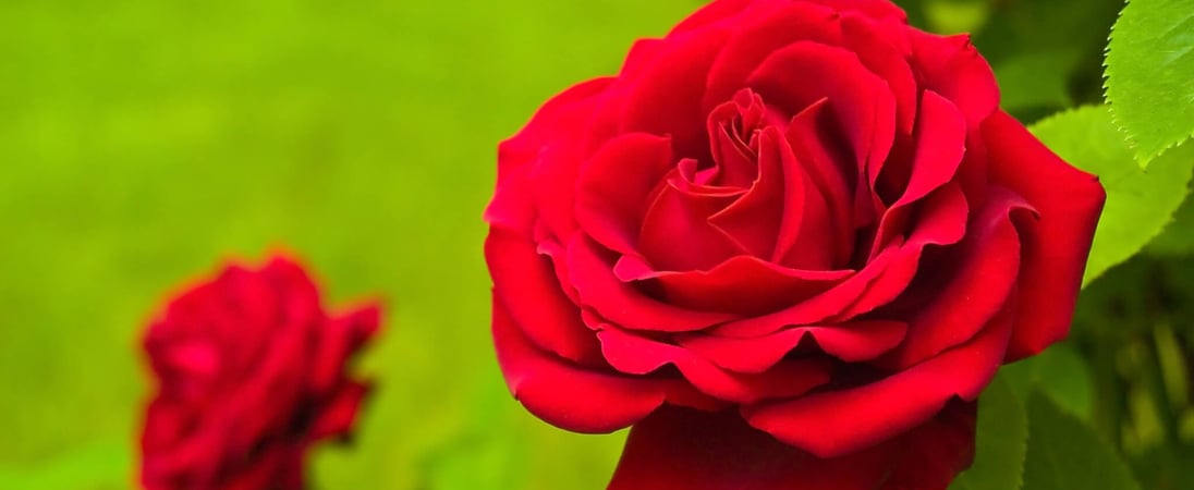 National Red Rose Day