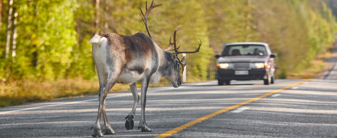 National Roadkill Day