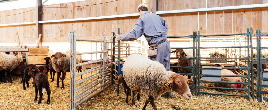 Royal Welsh Show