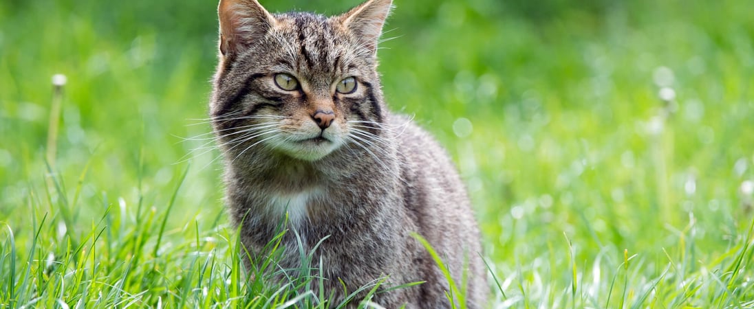 Scottish Wildcat Day