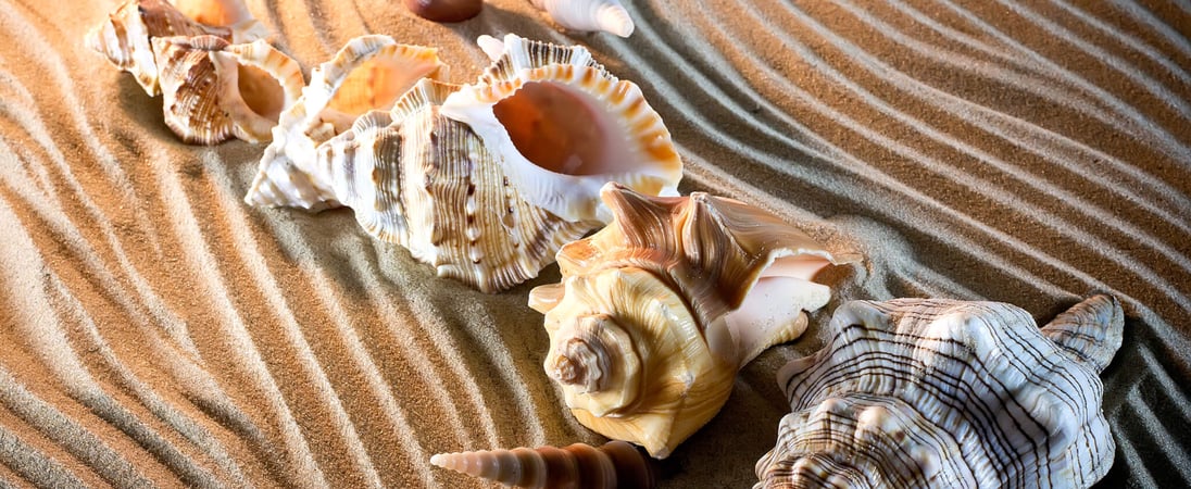 National Seashell Day