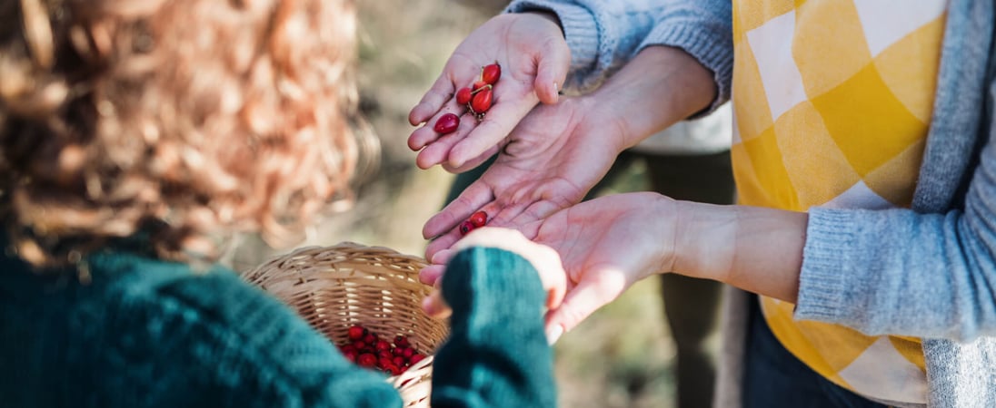 Seed Gathering Season