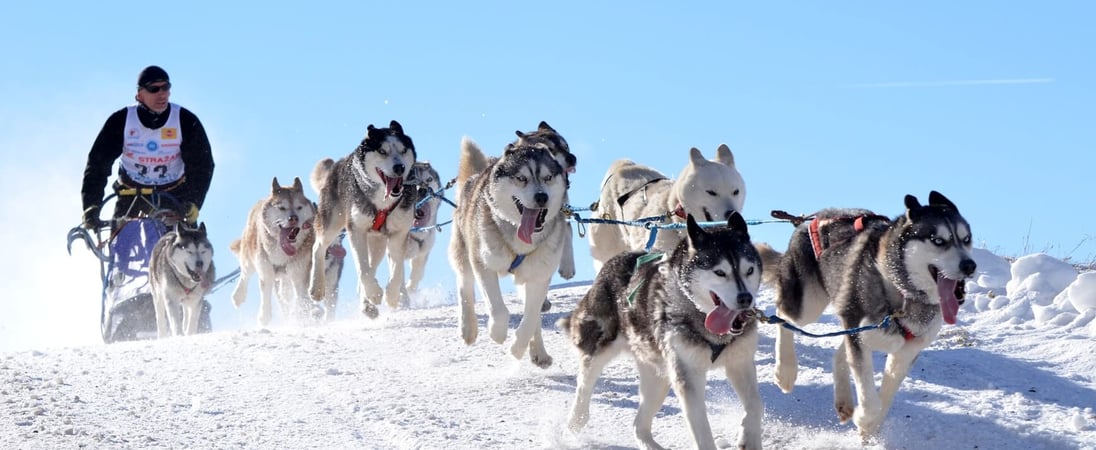 National Sled Dog Day